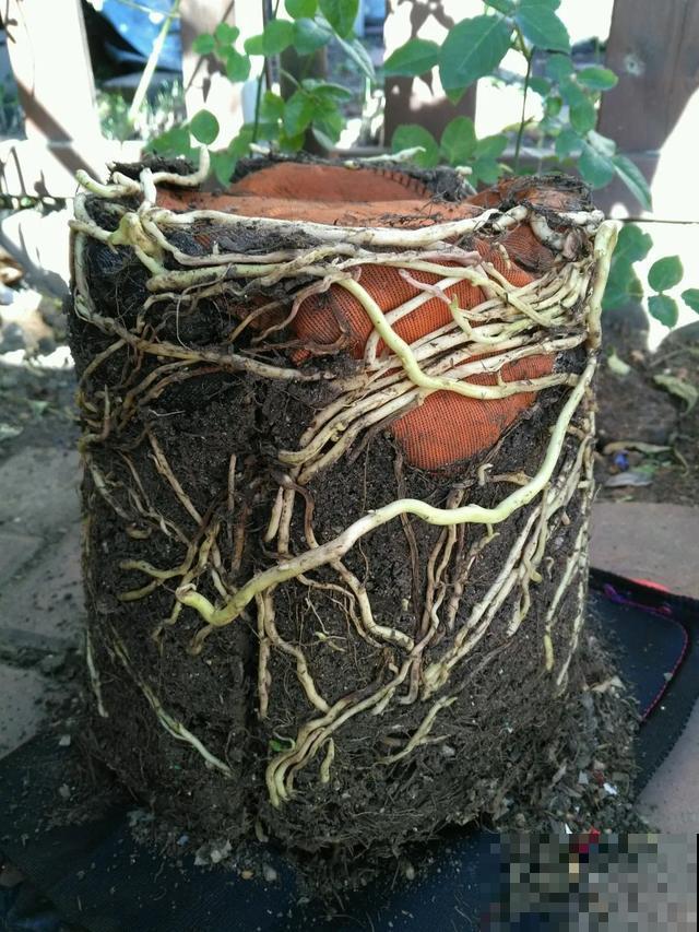 4种花就是吸血鬼，不能被缠上，否则死翘翘