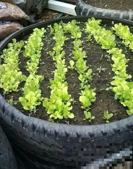 把菜种自家墙上,多得吃不完,太震撼 把菜种自家墙上,多得吃不完,太震撼