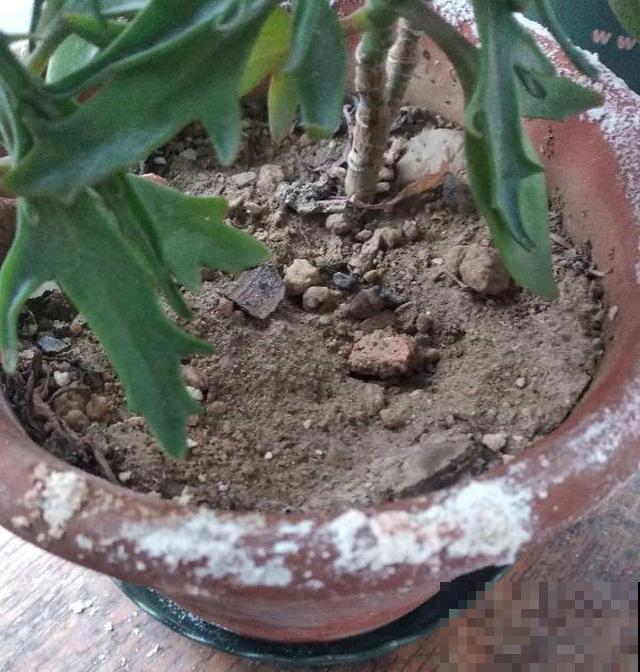 4种养花夺命水，秋天不要浇，一浇花就死！