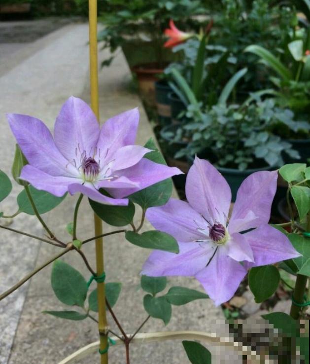 她家的花一开，就赶紧画成水彩画，比真花还美！