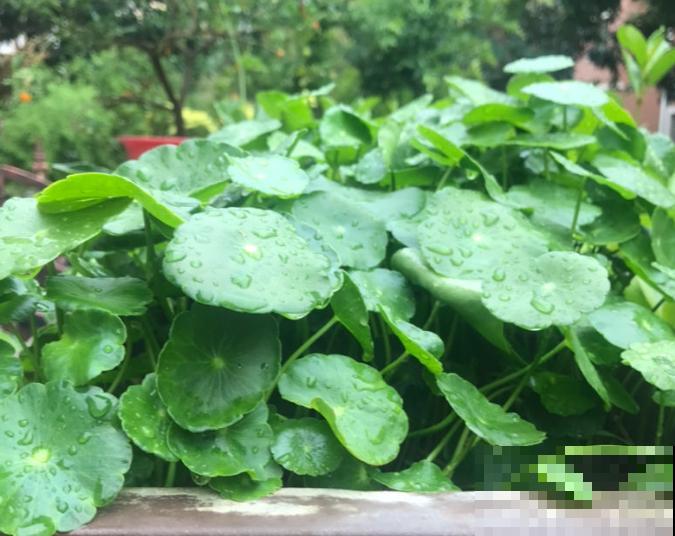 如果你是浇水党，就养这些耐水淹的花，浇多少都没事！