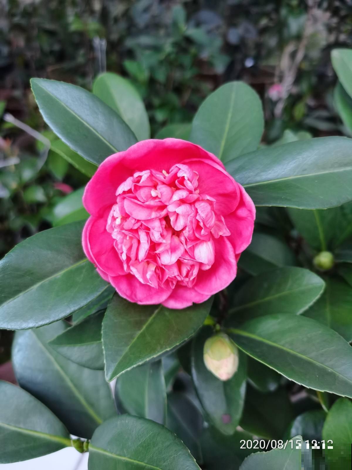 家里养桂花,初秋不要修剪,花芽都被剪没了 家里养桂花,初秋不要修剪,花芽都被剪没了