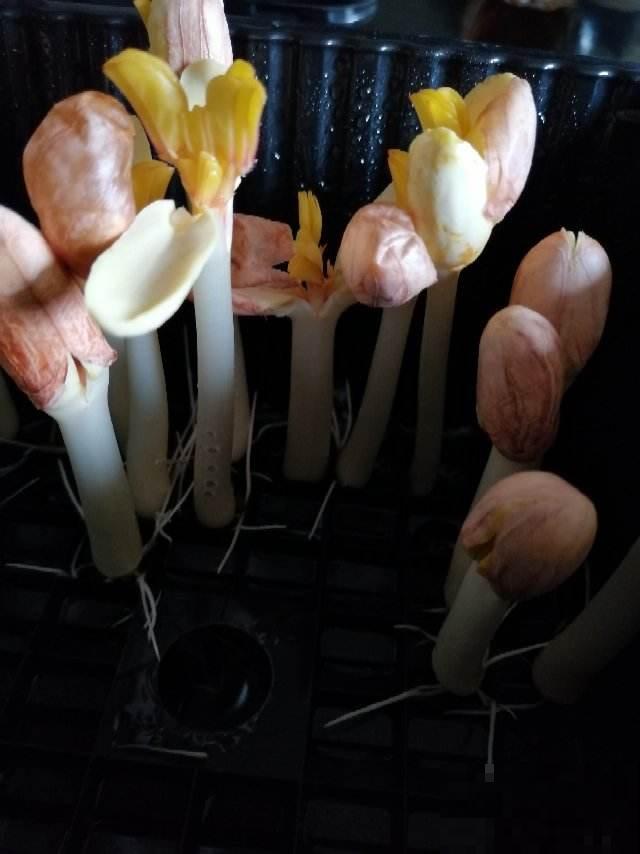 一个玉米头扔水里,三天长出小绿芽,一周变成小森林 一个玉米头扔水里,三天长出小绿芽,一周变成小森林