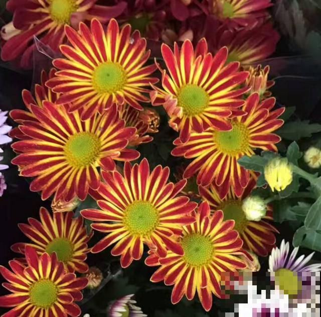 荷兰菊特好养，扔下种子就能长，轻松爆盆！