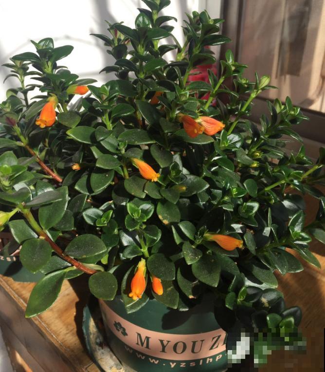 特俊的金鱼吊兰，金灿灿的，花朵一开就是一年！