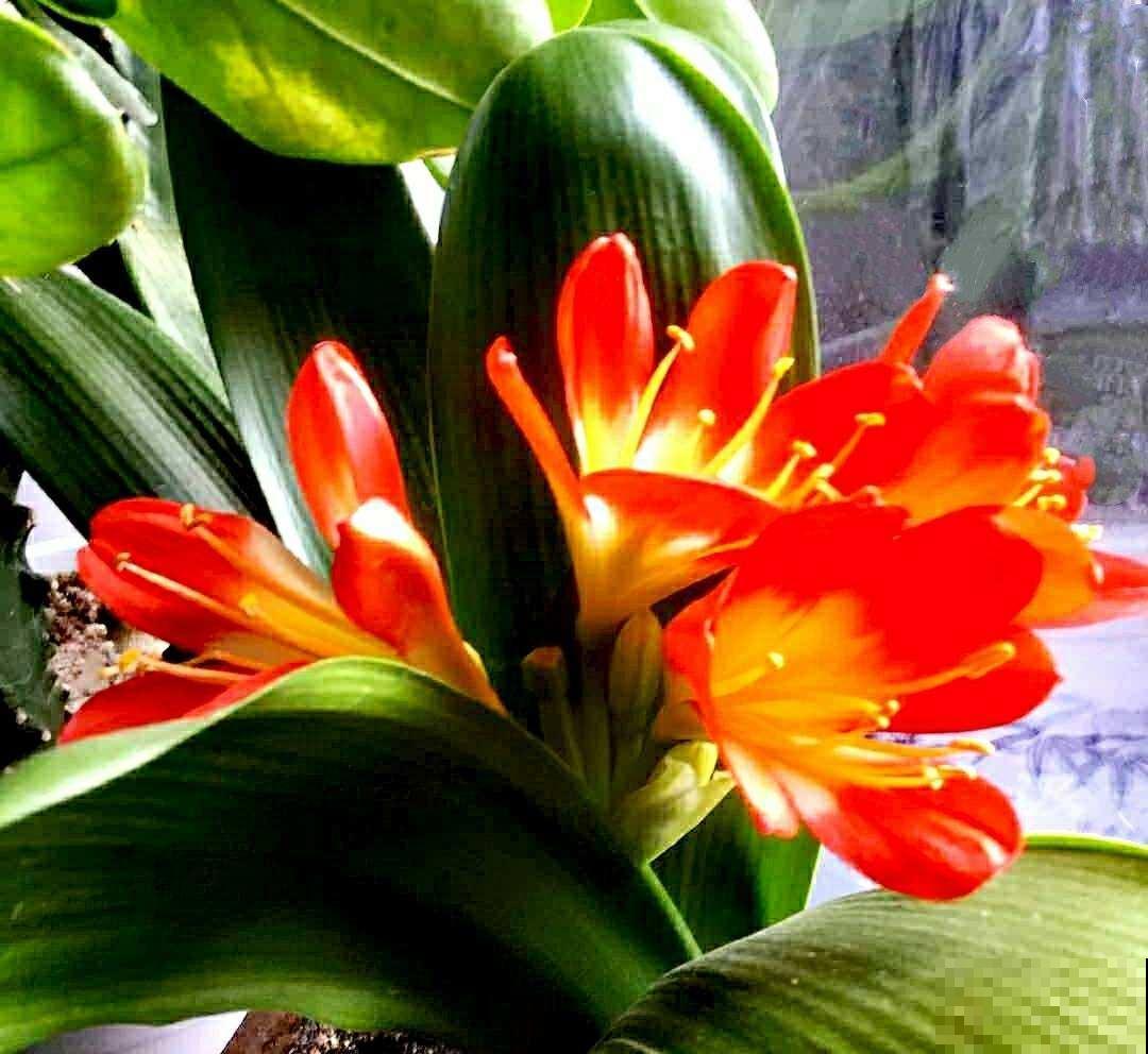 君子兰水太深,新手要摆正心态,学会避坑才能买到好兰 君子兰水太深,新手要摆正心态,学会避坑才能买到好兰