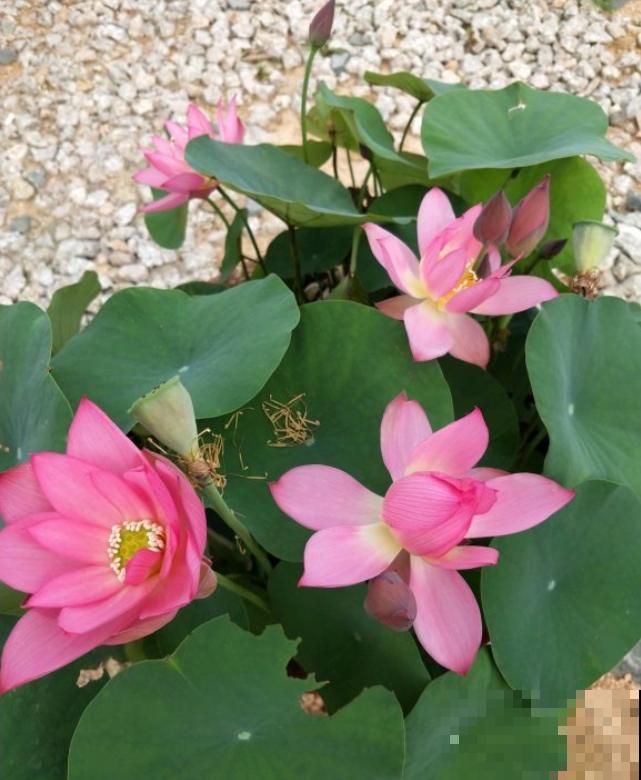 如果你是浇水党，就养这些耐水淹的花，浇多少都没事！