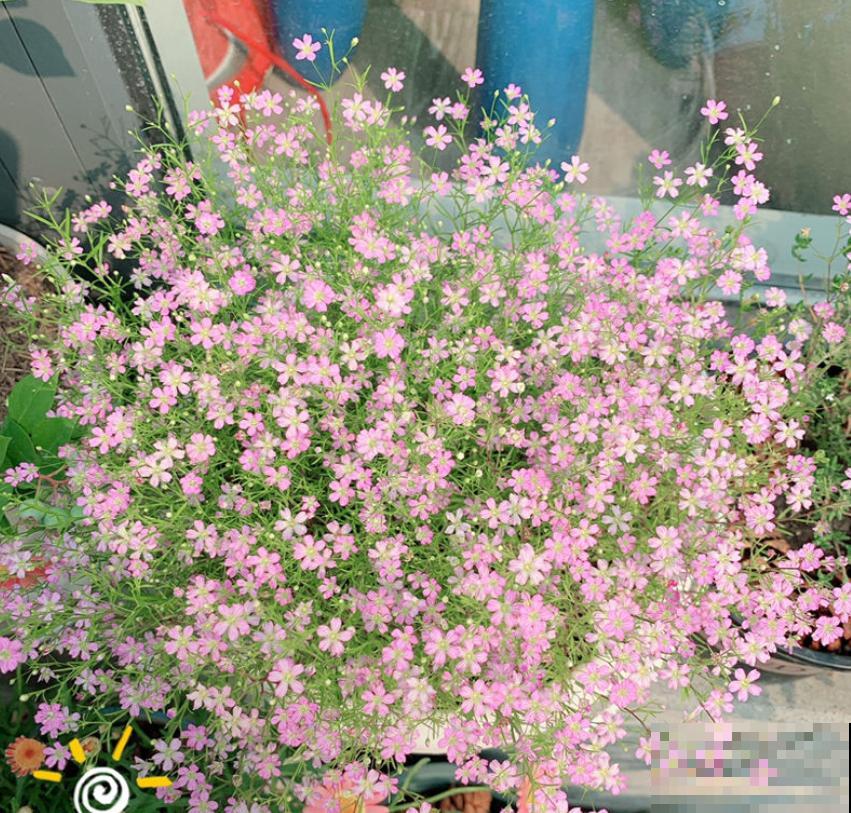 这4种花就是大水缸，越浇水越疯长，一缺水就枯了！