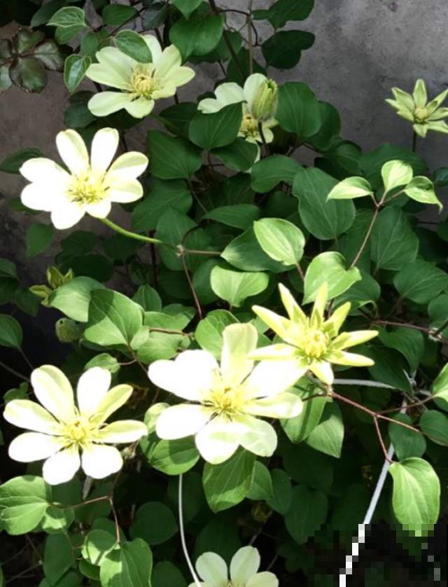 铁线莲容易买到假货，注意看价格，越便宜越有猫腻！