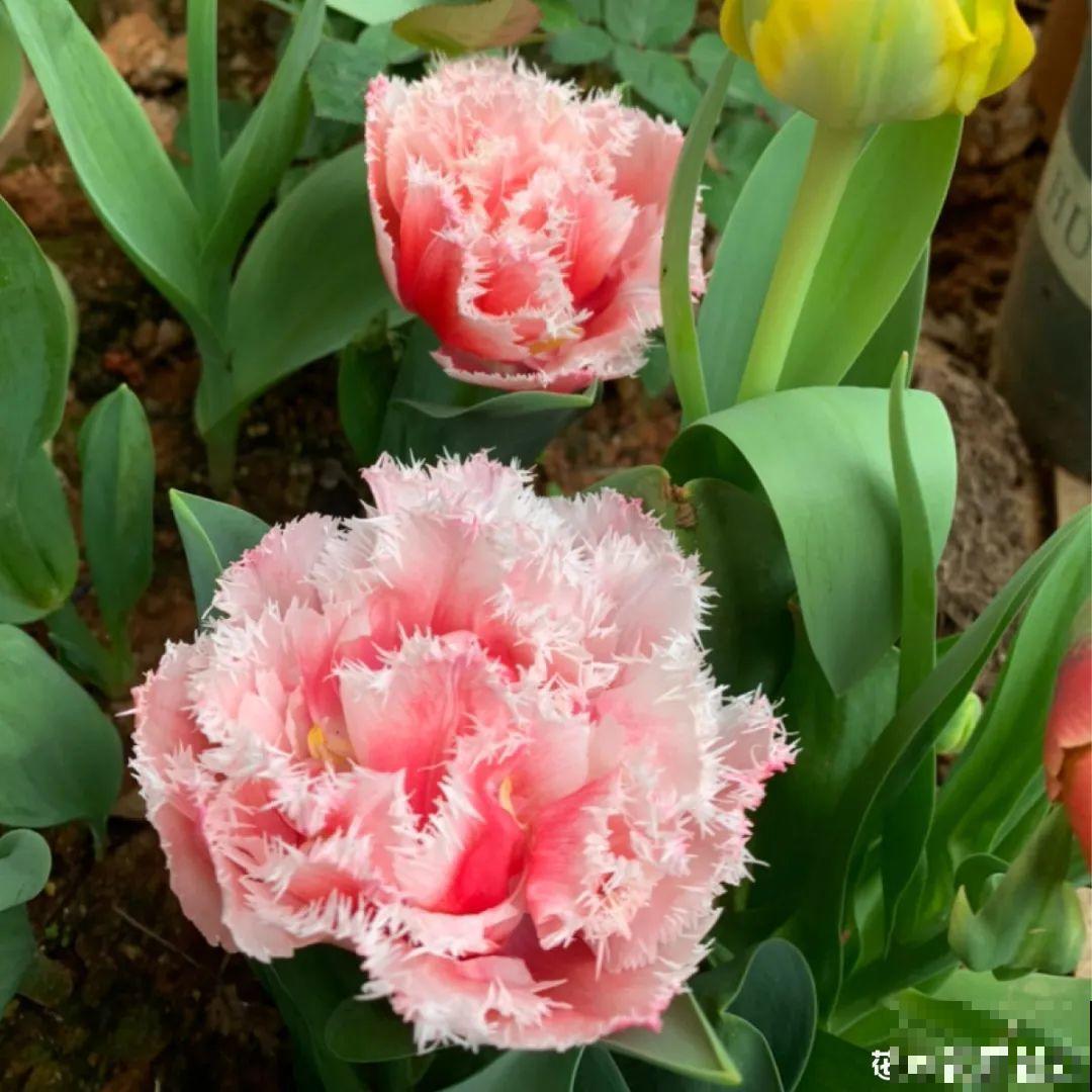 看图猜花名，100道题，测你的养花天分！