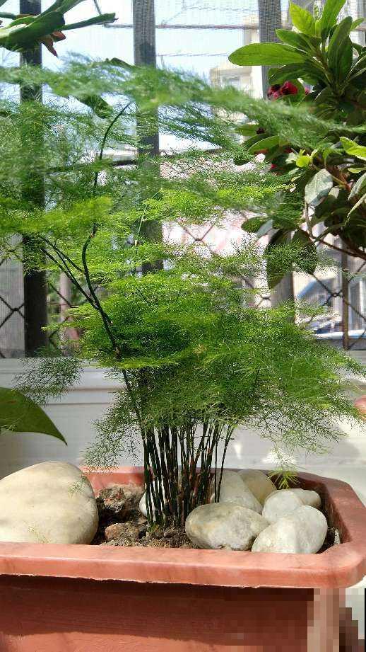 初秋文竹叶子发黄,剪一刀多通风,呼呼长出小嫩芽 初秋文竹叶子发黄,剪一刀多通风,呼呼长出小嫩芽