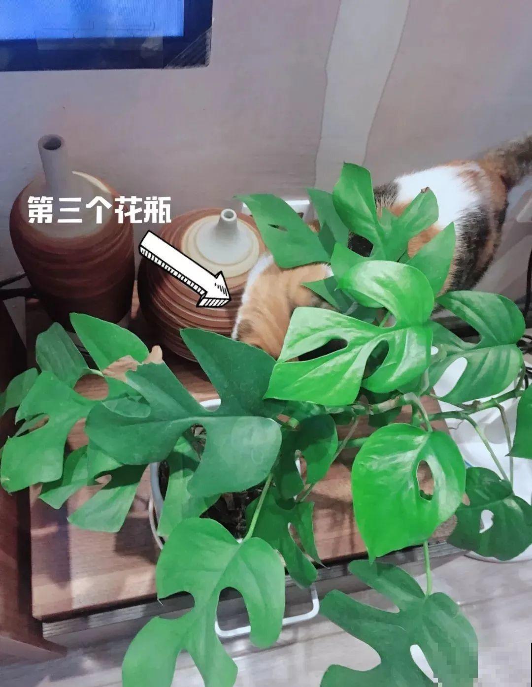 花盆越大越好看？错了，小盆种花美到窒息！