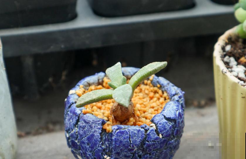 同样多肉淋雨，为啥别人家的越长越壮，你的直接拜拜？