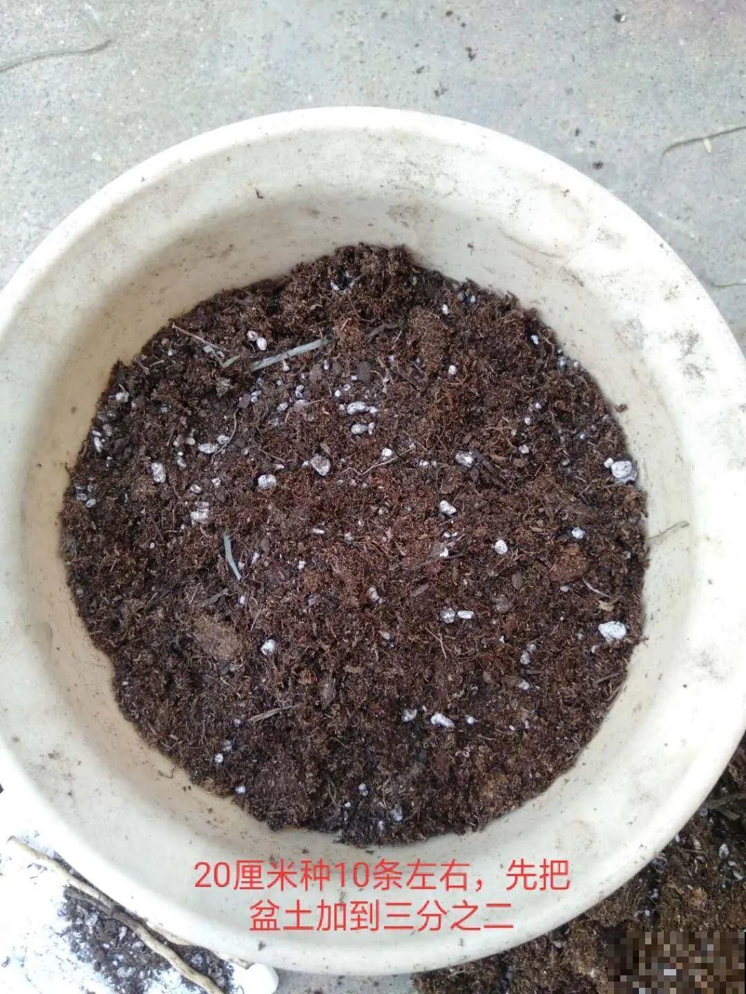 这花太好养,-40℃冻不死,1年能长6米! 这花太好养,-40℃冻不死,1年能长6米!