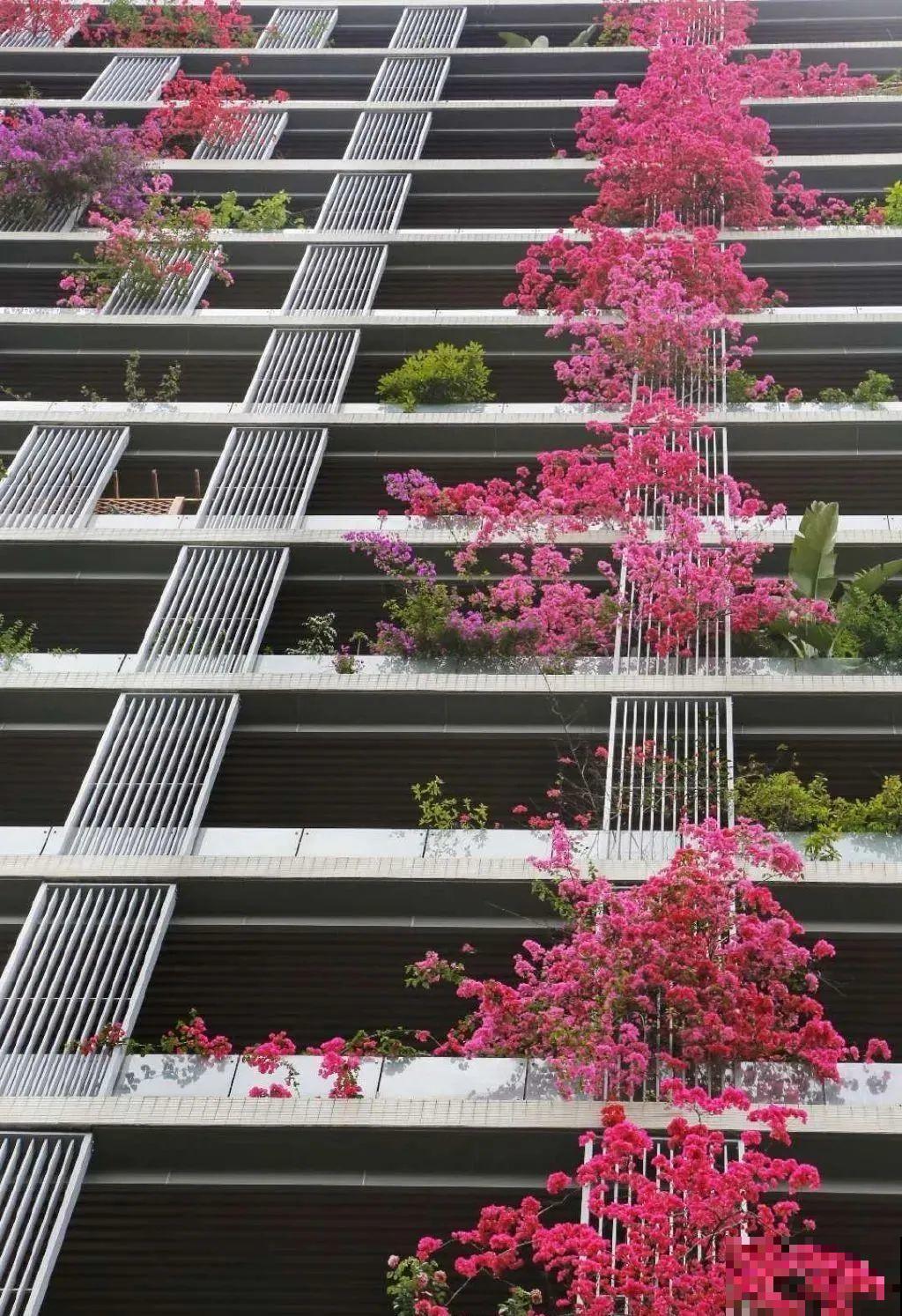 30层楼高开满三角梅,变成空中花园,太美了! 30层楼高开满三角梅,变成空中花园,太美了!