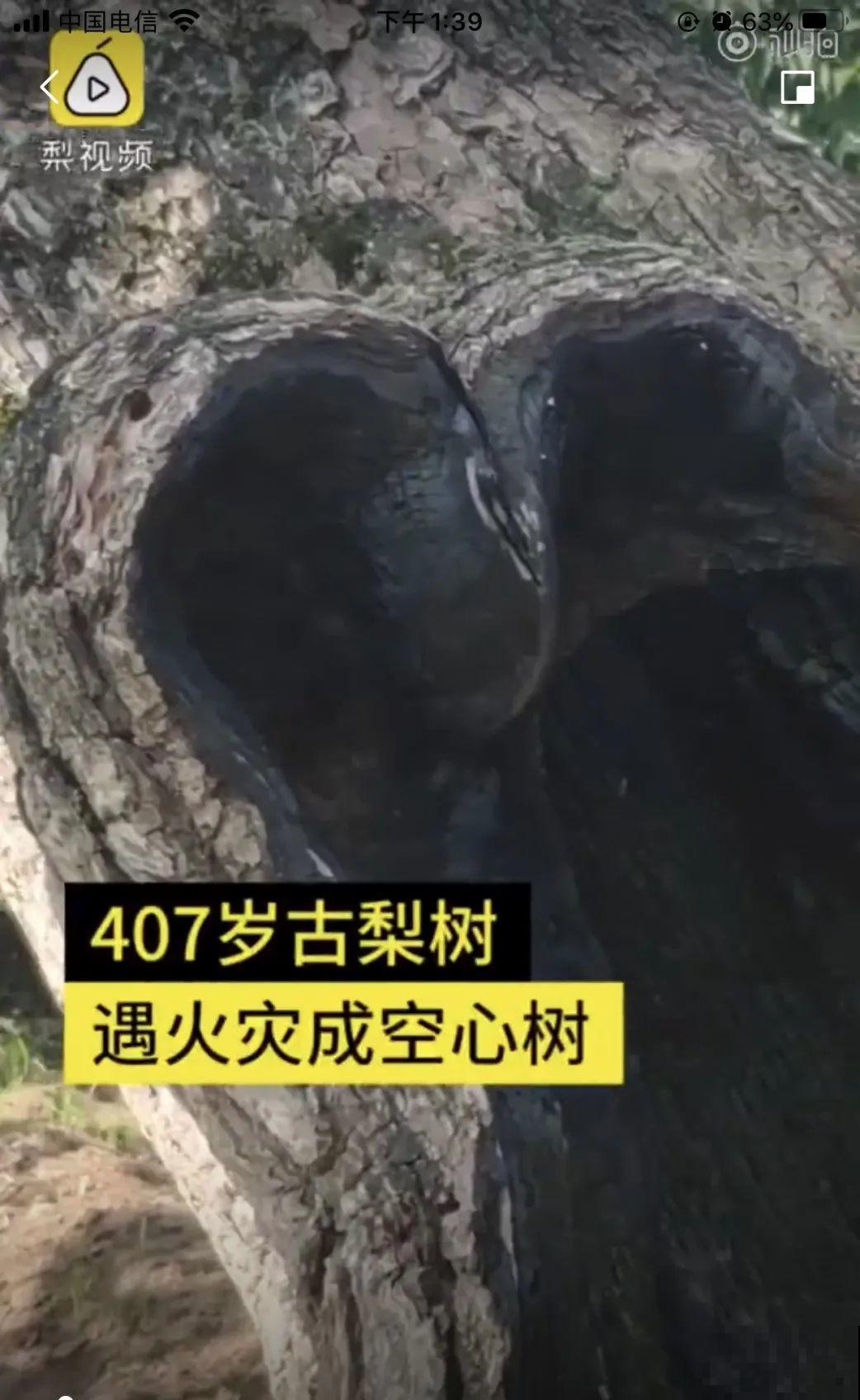 407岁古树，熊孩子玩火烧坏，只剩树皮还能活？