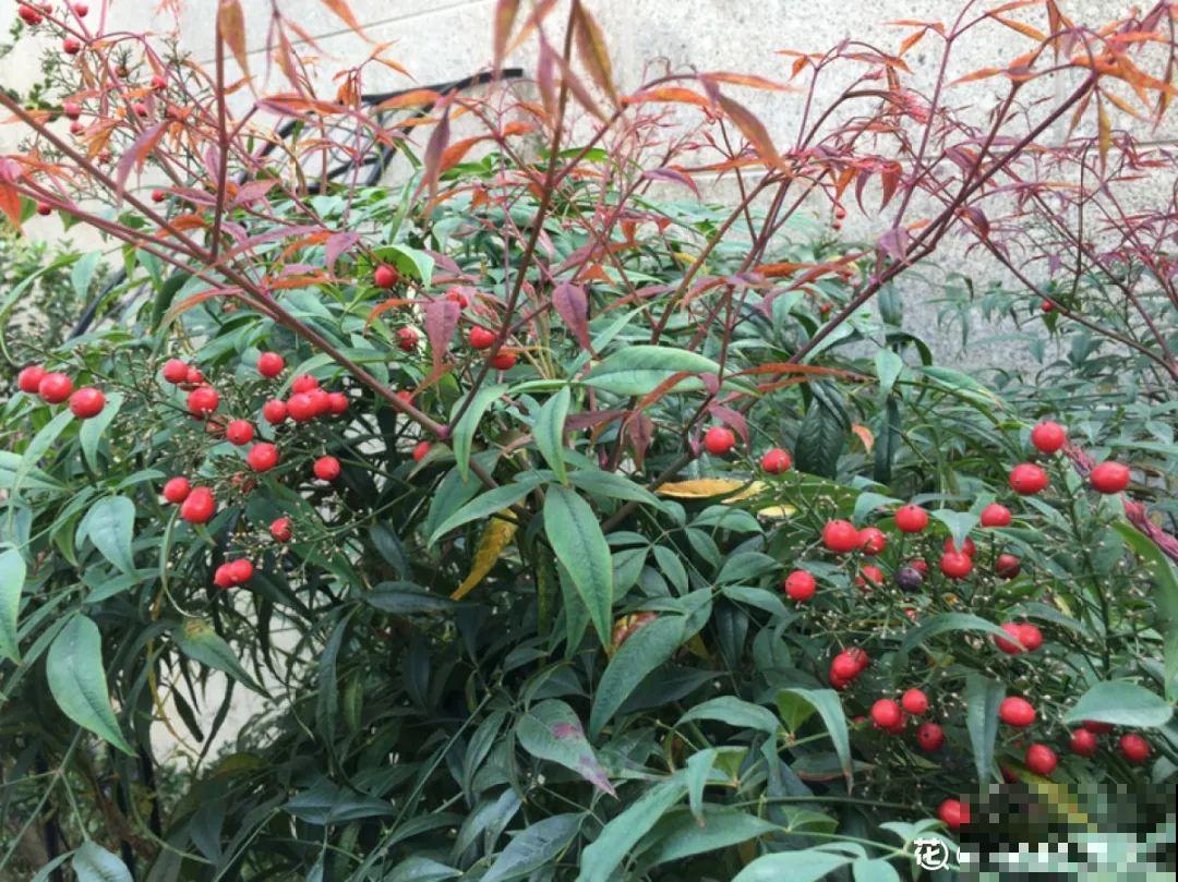 20种有毒花，出门别乱摘，有小孩的特别注意