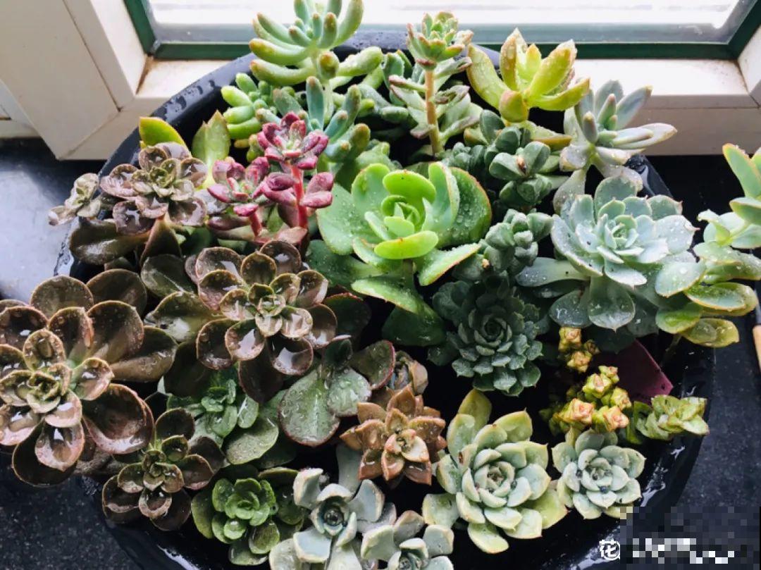 换盆扦插要抓紧，现在正是最佳时期，再晚来不及了！