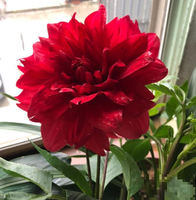 20种秋天开花的植物,外出看到,记得拍照欣赏! 20种秋天开花的植物,外出看到,记得拍照欣赏!