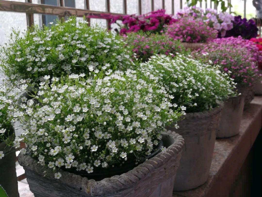 种花赚钱？要是有块地，真的发财了！