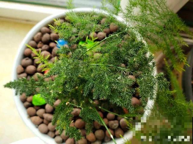 20种花,天凉了赶紧剪,来年开花有多又艳! 20种花,天凉了赶紧剪,来年开花有多又艳!