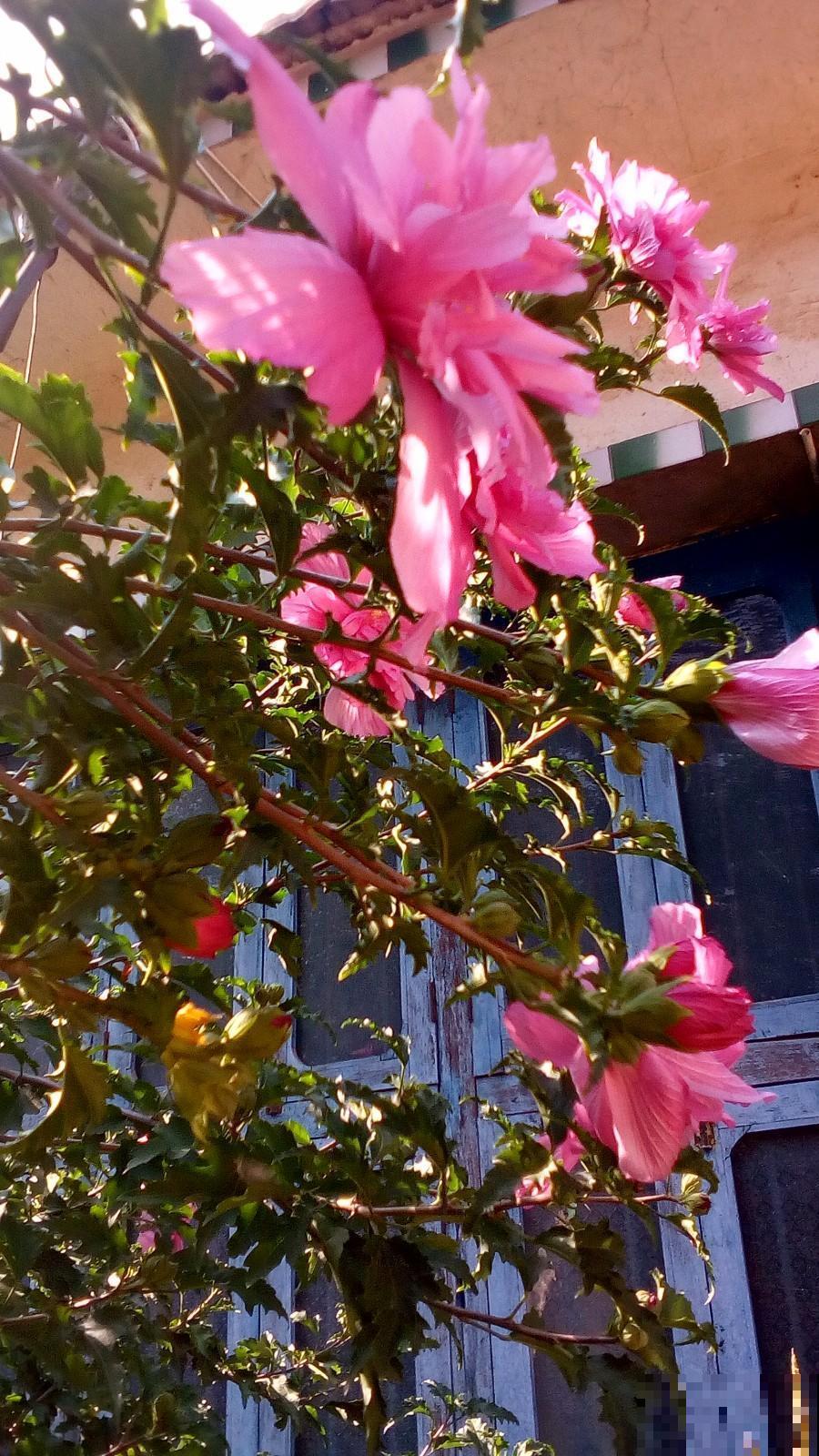 木槿花养不好?看这里,简单5点,满枝都是大花朵! 木槿花养不好?看这里,简单5点,满枝都是大花朵!