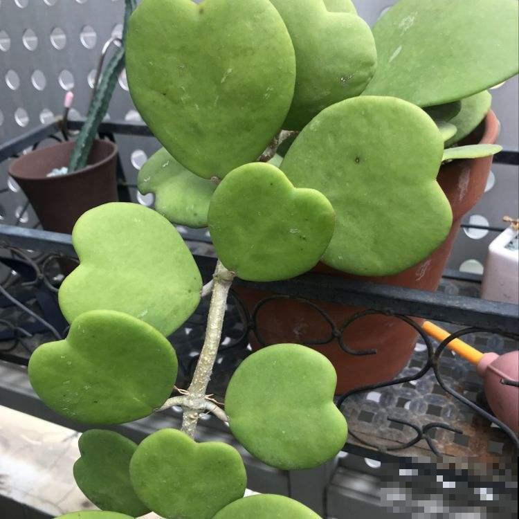 七夕快到了,植物也会秀恩爱?这波狗粮不能忍! 七夕快到了,植物也会秀恩爱?这波狗粮不能忍!