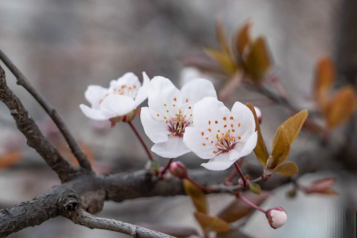 5步种好盆栽紫叶李，简单还省钱，来年果子长满盆！