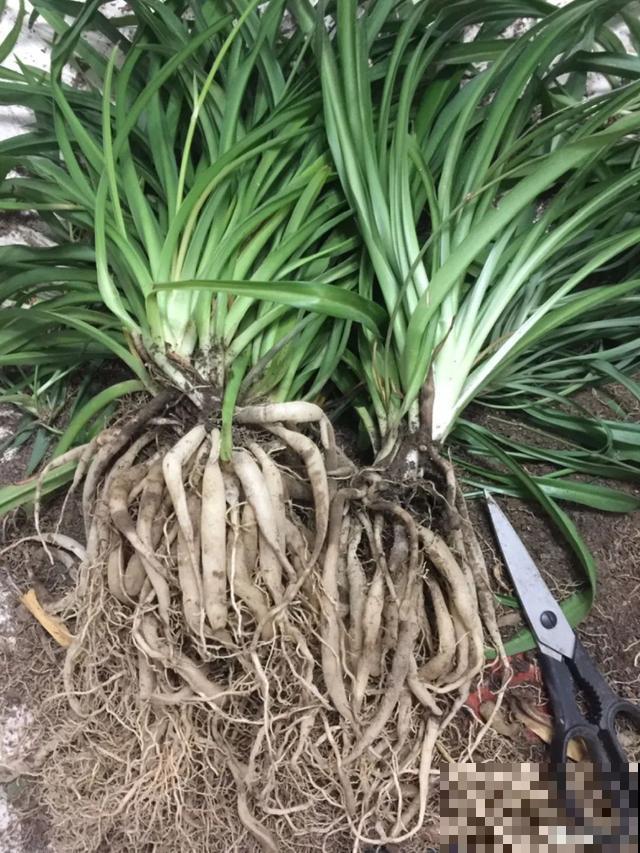 8种花换盆,换好了生一堆,换错立马死! 8种花换盆,换好了生一堆,换错立马死!