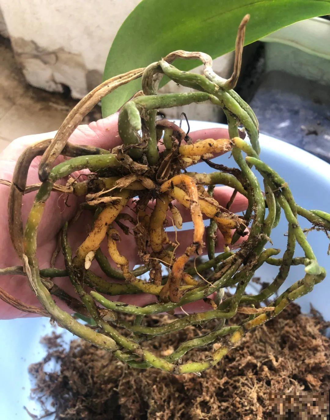 今年最火网红花，一次能开4个月，枝条挂满花蝴蝶！