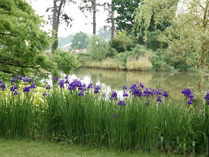 如果你是浇水党，就养这些耐水淹的花，浇多少都没事！