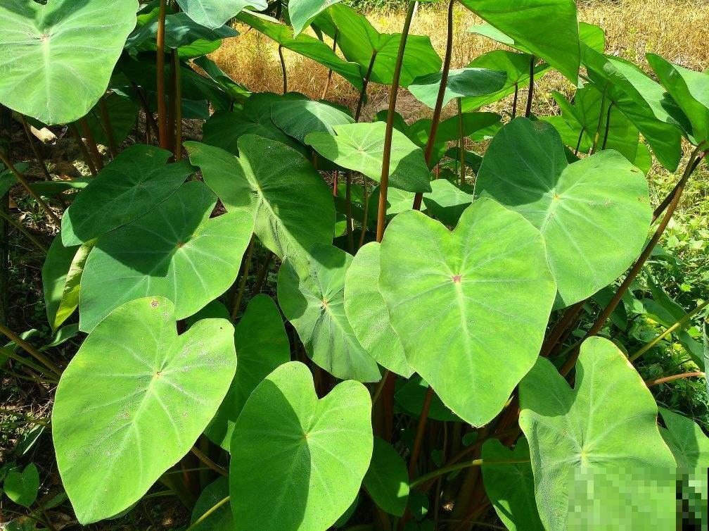 在家养盆芋头，叶子油亮直晃眼，还能拎出满盆小芋头