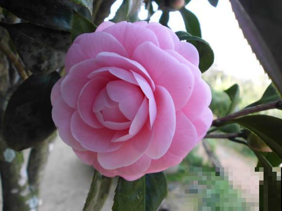 这些花都有一个共同的品种名,买花时,不要搞混了! 这些花都有一个共同的品种名,买花时,不要搞混了!