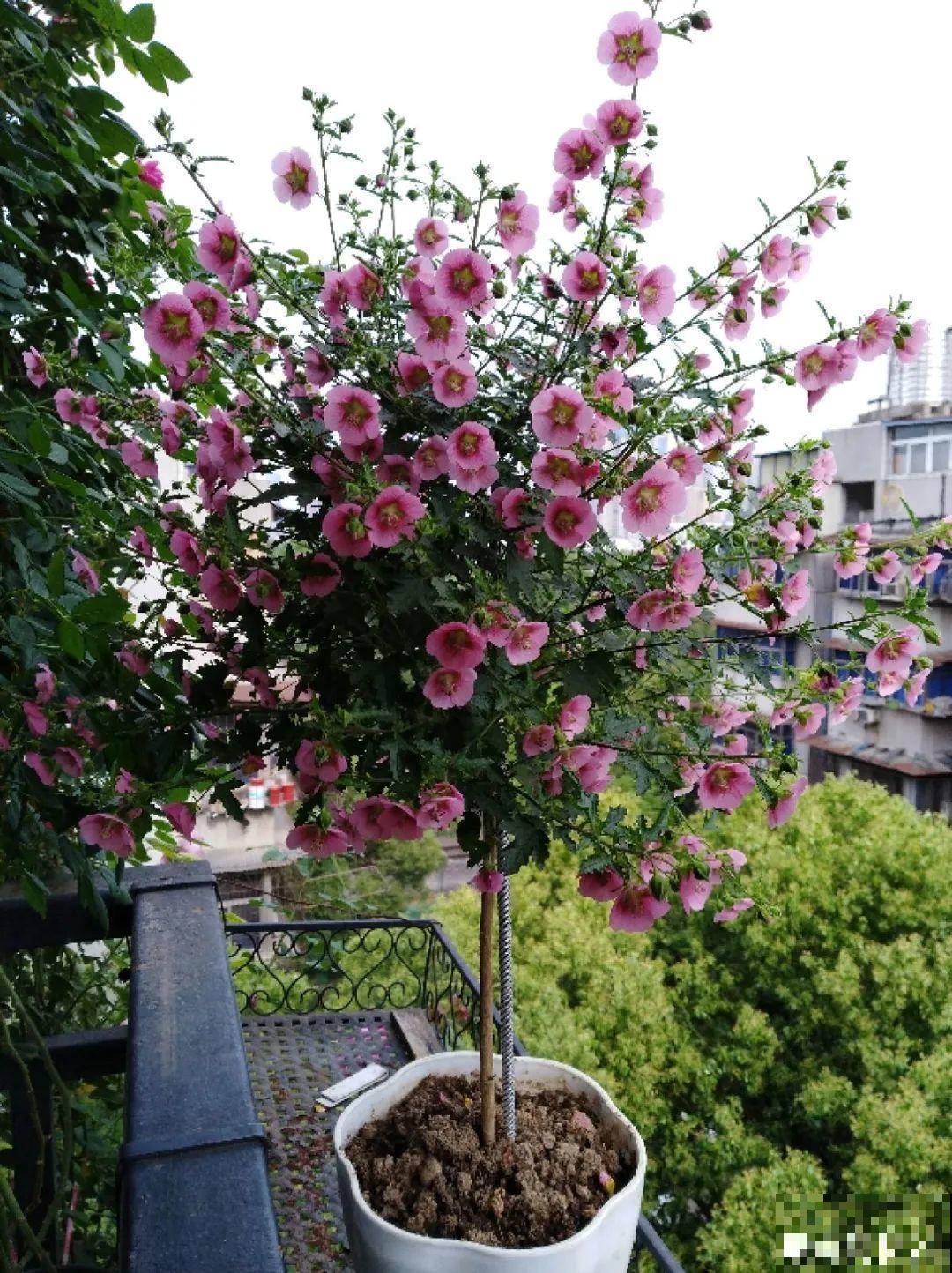 8根筷子绑一起,2个月变老桩,让你爱不释手! 8根筷子绑一起,2个月变老桩,让你爱不释手!