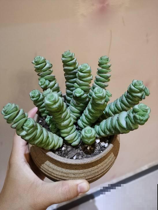 秋天养多肉,超容易爆头,选好品种是关键 秋天养多肉,超容易爆头,选好品种是关键