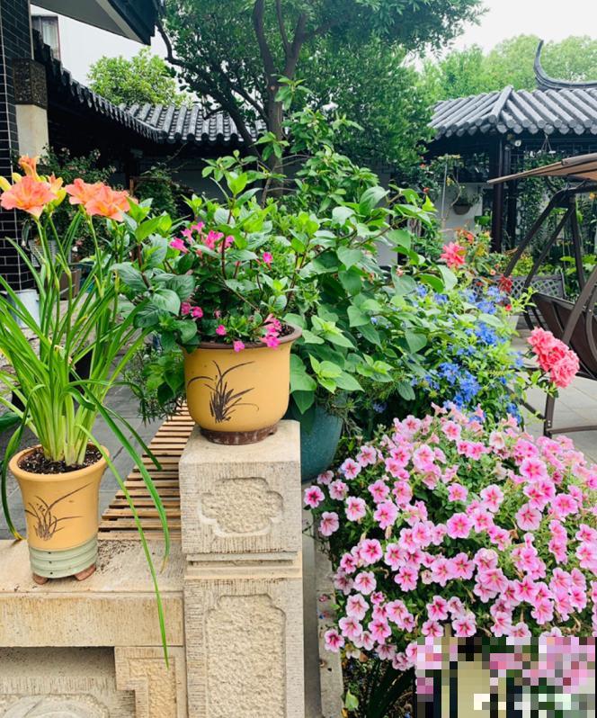 生活在于折腾,养花就是无休止的折腾,并且乐此不疲! 生活在于折腾,养花就是无休止的折腾,并且乐此不疲!