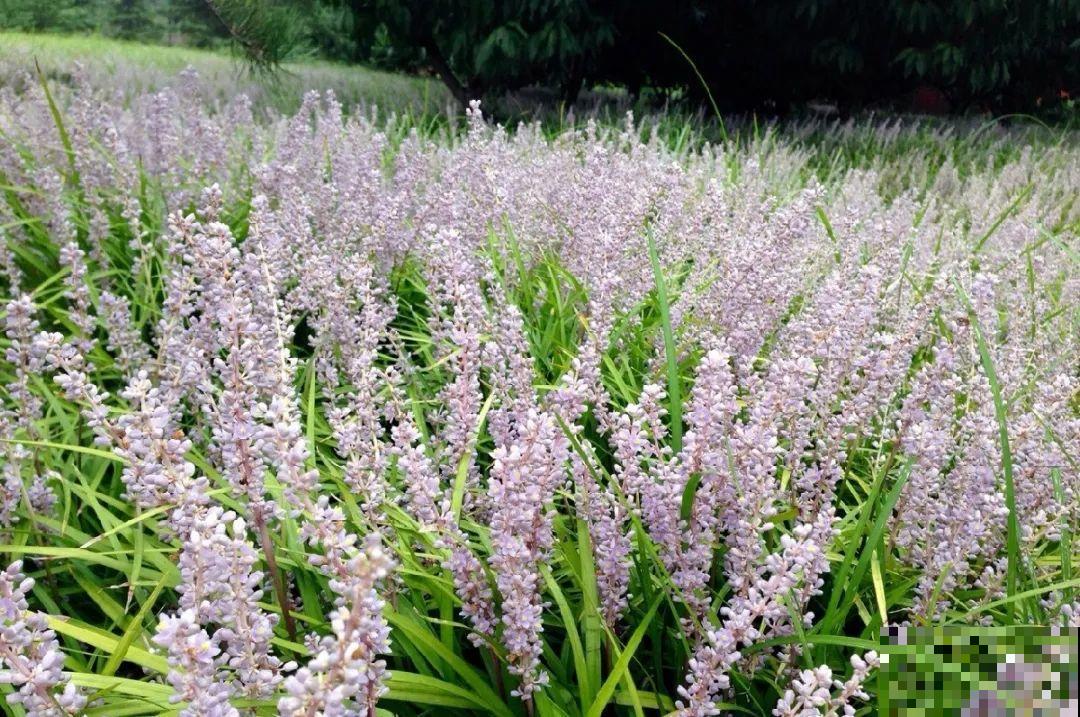 5种花最好别养,根钻得到处都是,砍都砍不尽! 5种花最好别养,根钻得到处都是,砍都砍不尽!