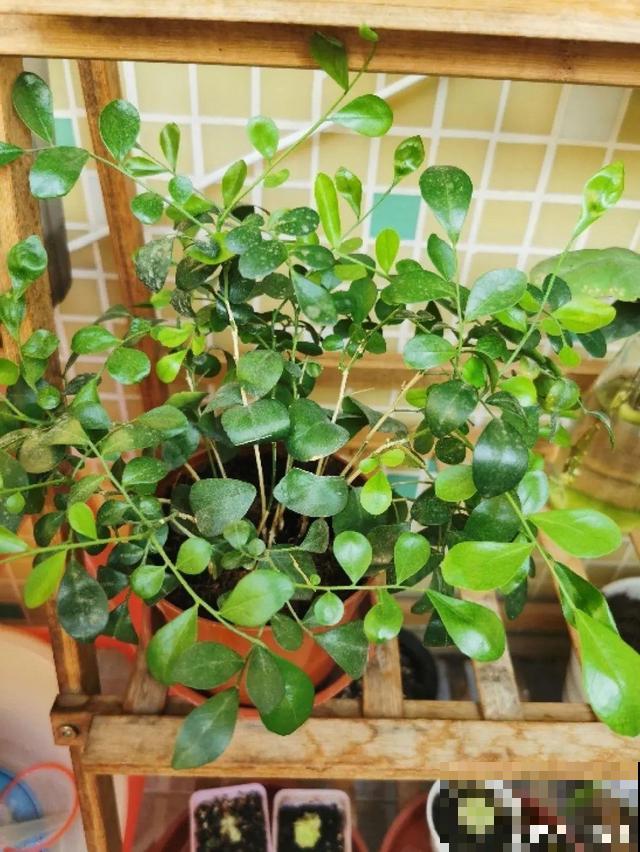 20种花,天凉了赶紧剪,来年开花有多又艳! 20种花,天凉了赶紧剪,来年开花有多又艳!