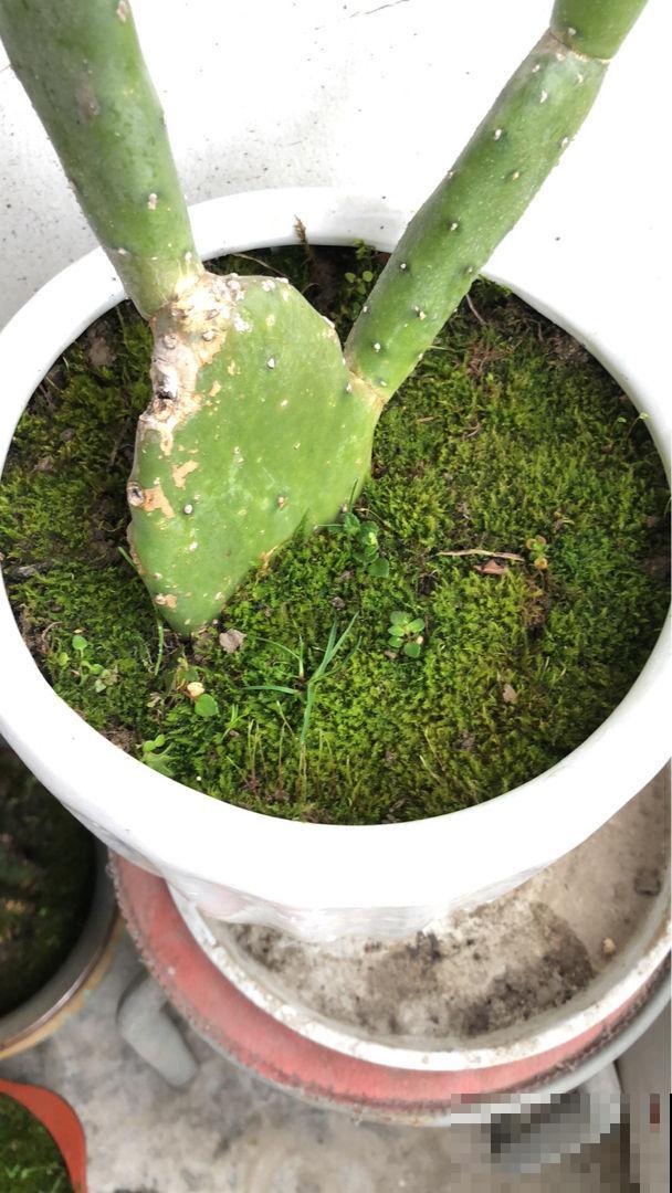 适合闷热初秋的6种花，养一盆绿油油，看着心情也好