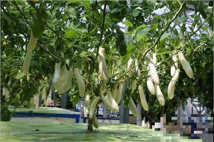 农村大姐，种出1.5米大冬瓜，我看谁还敢说矮！