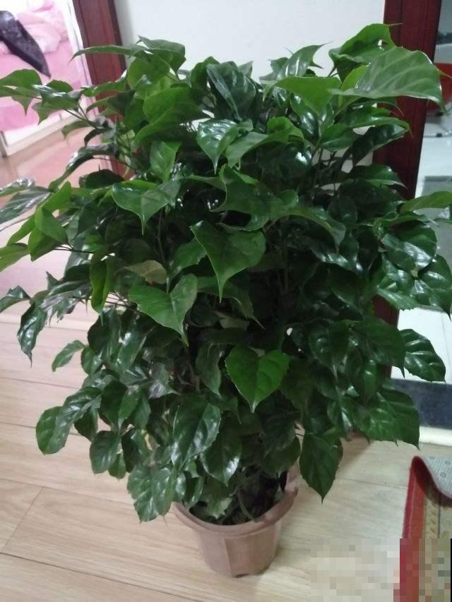 绿宝幸福树，买回家就掉叶子，打顶才是好办法