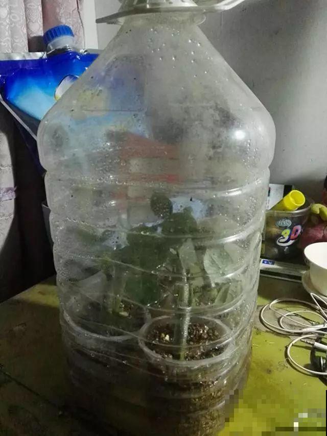 旧筷子、老干妈瓶，都是养花宝贝，做盆浇水都能用！