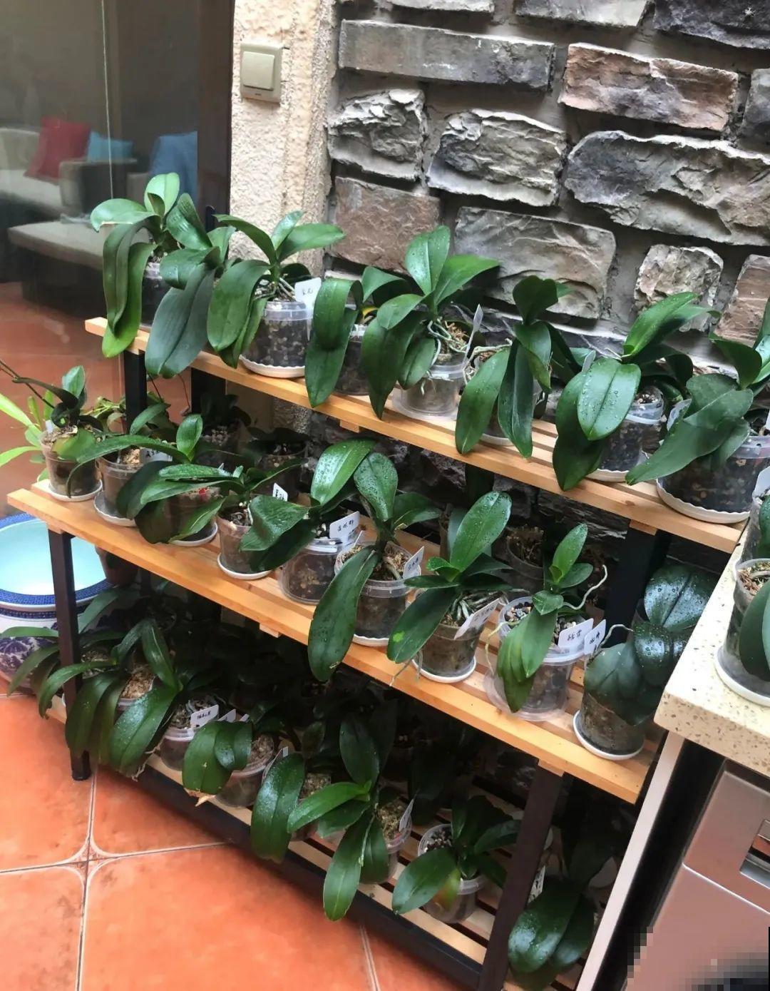 花堆成山,捡到手软,大麻袋都装不下了! 花堆成山,捡到手软,大麻袋都装不下了!