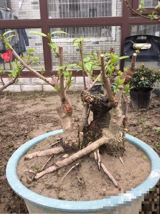 下个月开始，这10种花不能剪，剪了没花看，白养大半年！