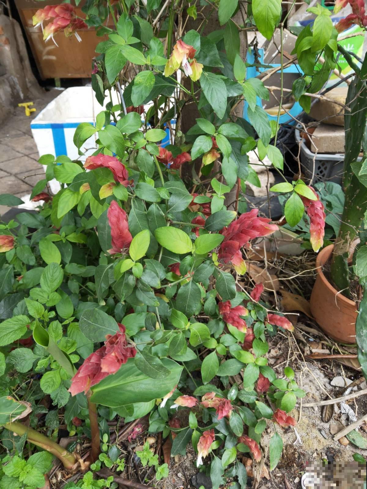 虾衣花不用买,在家就能繁殖,方法多样,总有一种适合你! 虾衣花不用买,在家就能繁殖,方法多样,总有一种适合你!