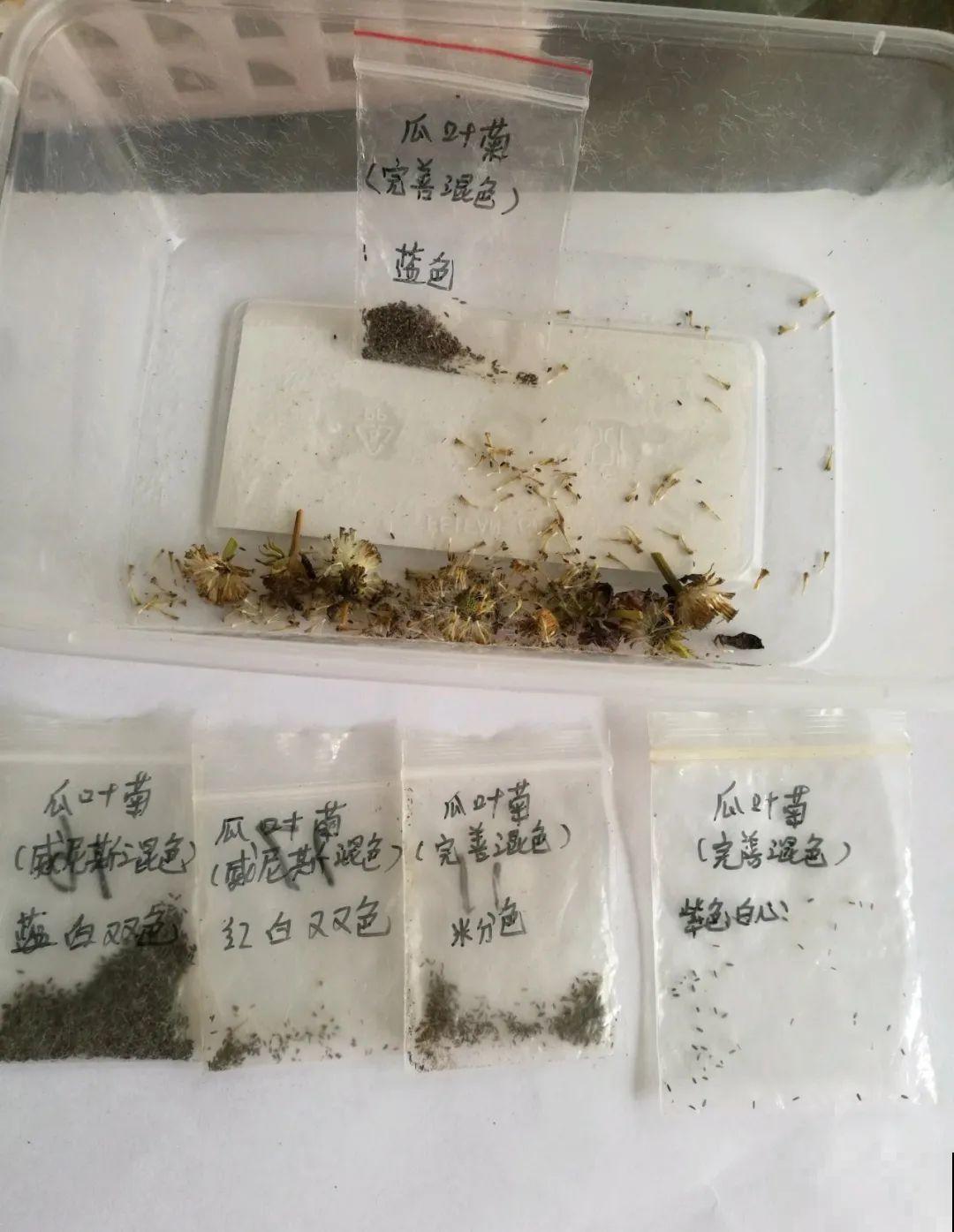 5种花，只能秋天播种，苗壮开花多！