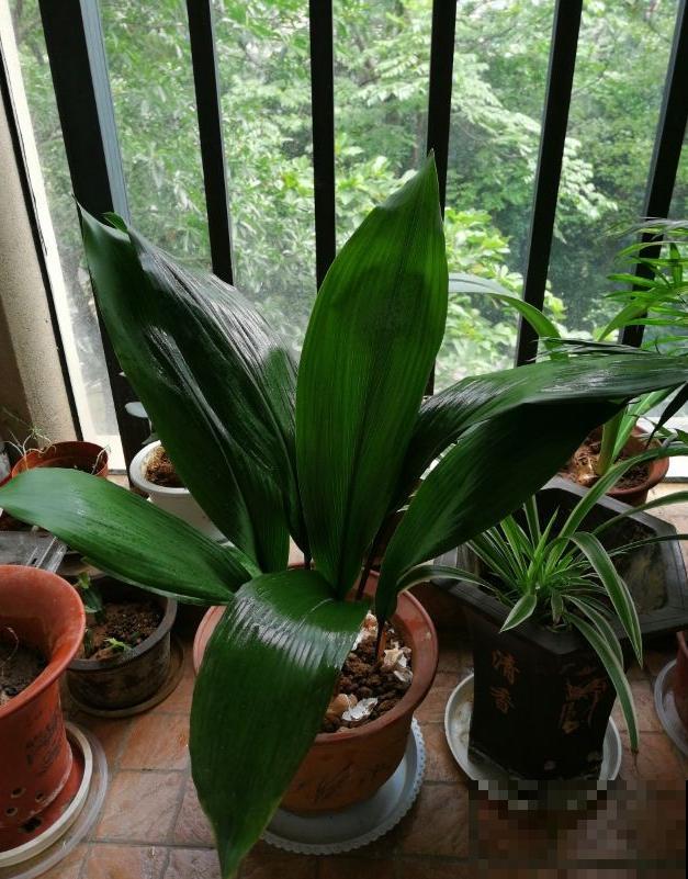 5种罕见植物，只长一片叶子一根茎，价值却很珍贵！