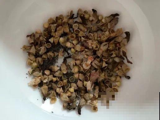 花开完别剪,再等15天,能收上千粒种子! 花开完别剪,再等15天,能收上千粒种子!