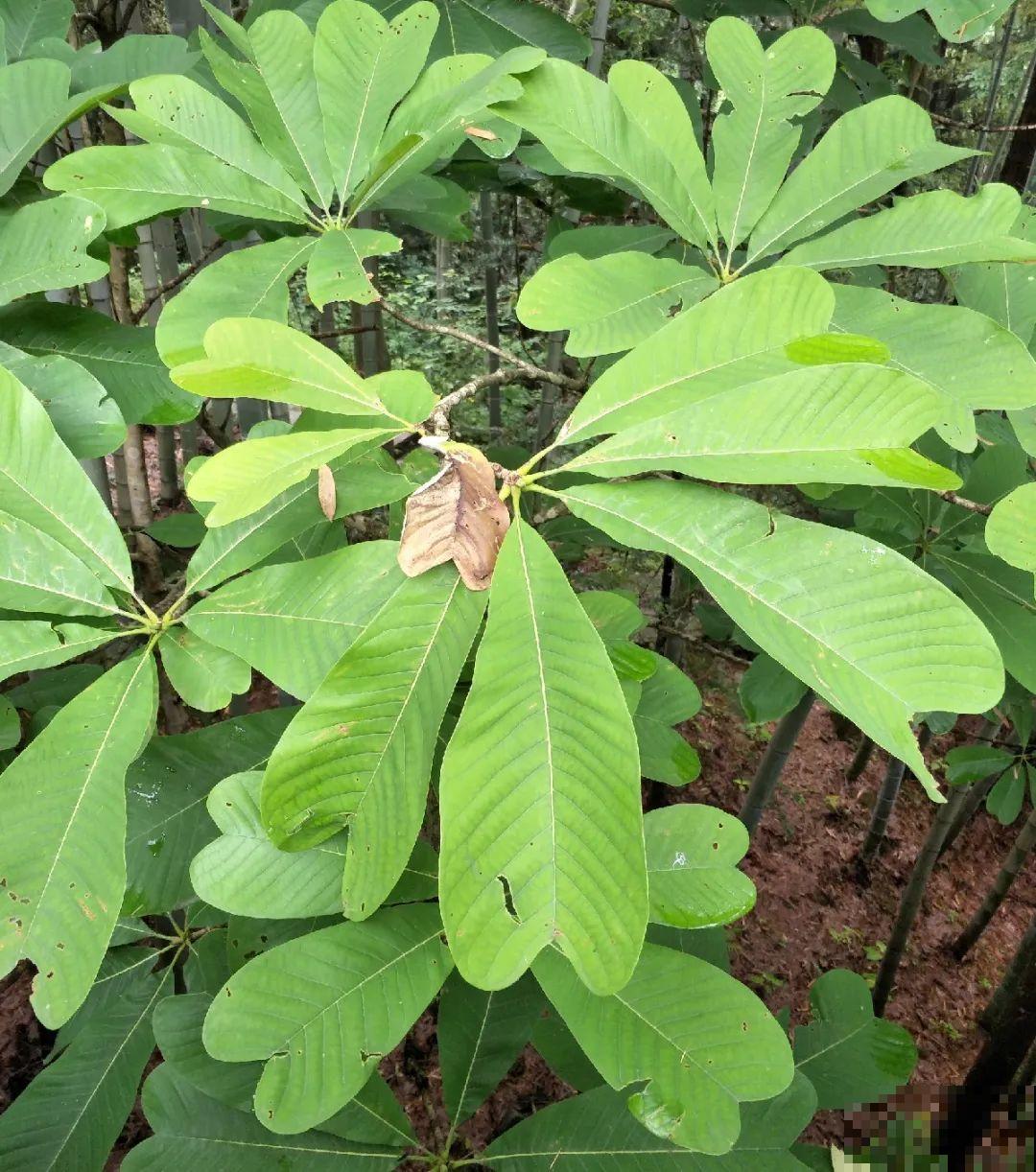 山上的雪莲,说摘就摘? 山上的雪莲,说摘就摘?