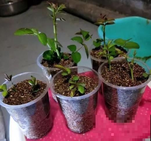 旧筷子、老干妈瓶，都是养花宝贝，做盆浇水都能用！